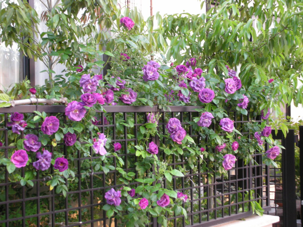狭い庭でも出来る 塀 フェンスを使った庭づくり エクステリアガーデン お庭の設計 施工の専門店グリーン企画