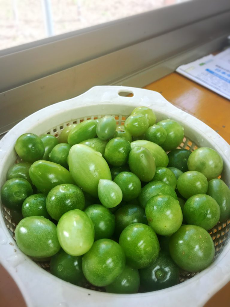 青トマトで作る美味しいピクルスレシピ エクステリアガーデン お庭の設計 施工の専門店グリーン企画