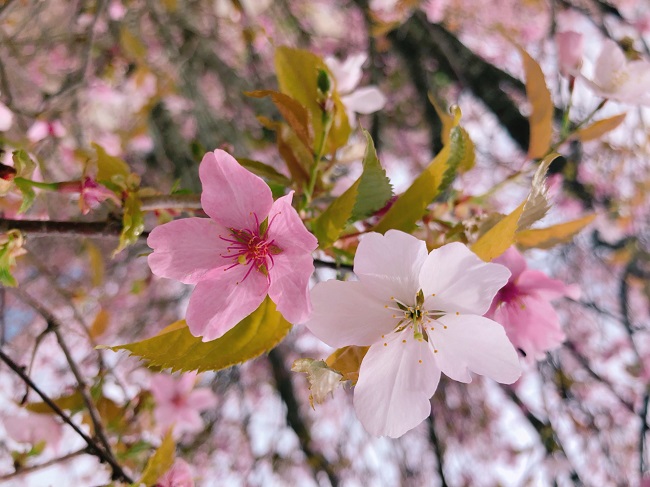 幻の桜「カタオカザクラ」を見に行こう！
