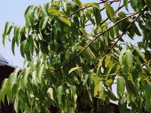 Quercus_myrsinaefolia