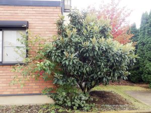 びわ 剪定 エクステリアガーデン お庭の設計 施工の専門店グリーン企画