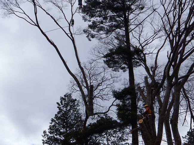 安曇野市の高い木・太い木の切り倒し伐採作業
