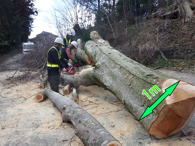 安曇野市の高い木・太い木の切り倒し伐採作業