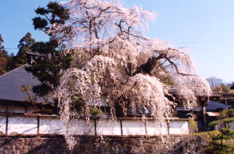 福王寺桜
