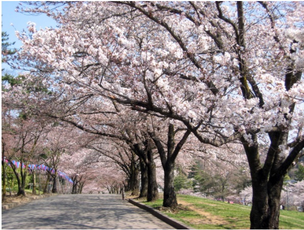 城山公園桜