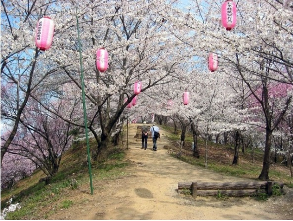 弘法山桜