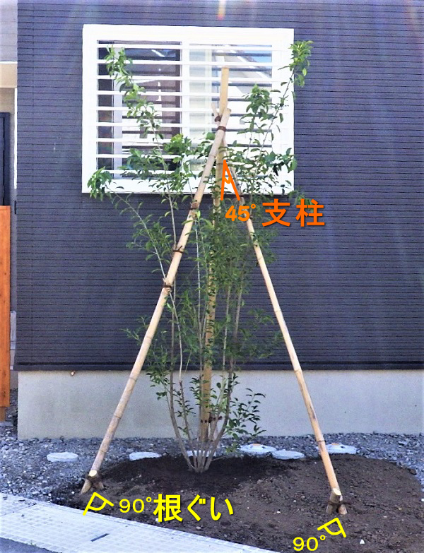 ④庭木の植え方手順【支柱・添木】