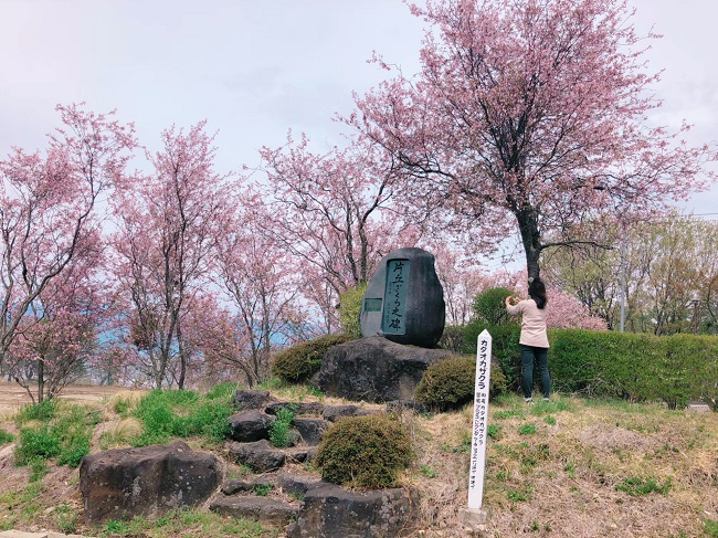 幻の桜「カタオカザクラ」を見に行こう！