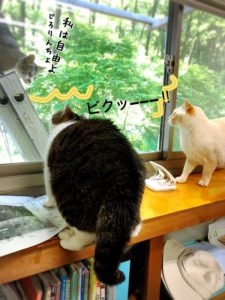 家猫用ベランダついに完成！にゃんこ大満足のくつろぎスペース！
