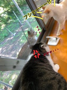 家猫用ベランダついに完成！にゃんこ大満足のくつろぎスペース！