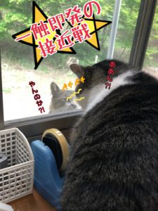 家猫用ベランダついに完成！にゃんこ大満足のくつろぎスペース！