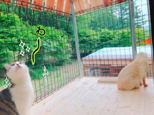 外の空気が吸える!猫専用ベランダ作成計画!