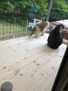 外の空気が吸える！猫専用ベランダ作成計画！