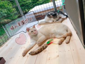 外の空気が吸える！猫専用ベランダ作成計画！