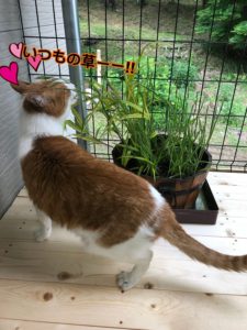 外の空気が吸える！猫専用ベランダ作成計画！
