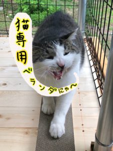 家猫用ベランダついに完成！にゃんこ大満足のくつろぎスペース！