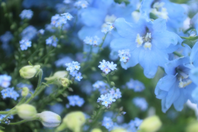 春から夏の花壇 宿根草(暑さに強い植物）・・・アメリカンブルー・バーベナ・ストケシア・ゲンペイコギク 一年草（長く咲き続けるもの）・・・ハナスベリヒユ、アゲラタム、インパチェンス