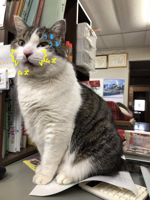 花粉症の季節になりました 猫の花粉症 エクステリアガーデン お庭の設計 施工の専門店グリーン企画