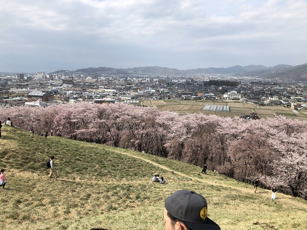 弘法山は桜