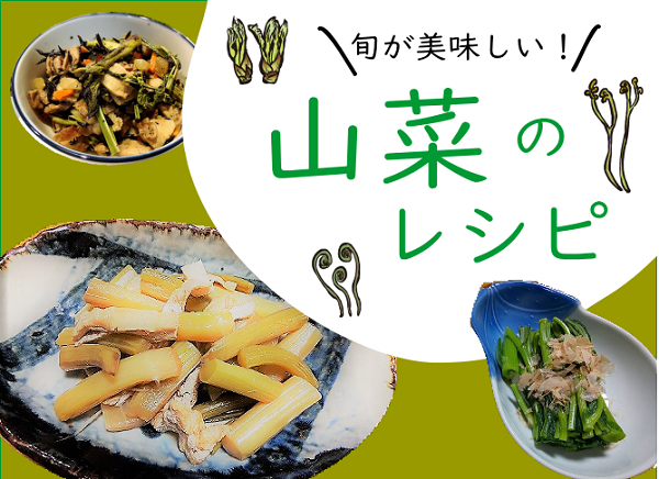 天ぷら以外の山菜の美味しいレシピ【うど・こごみ・うどぶき・ウルイ・たらの芽】