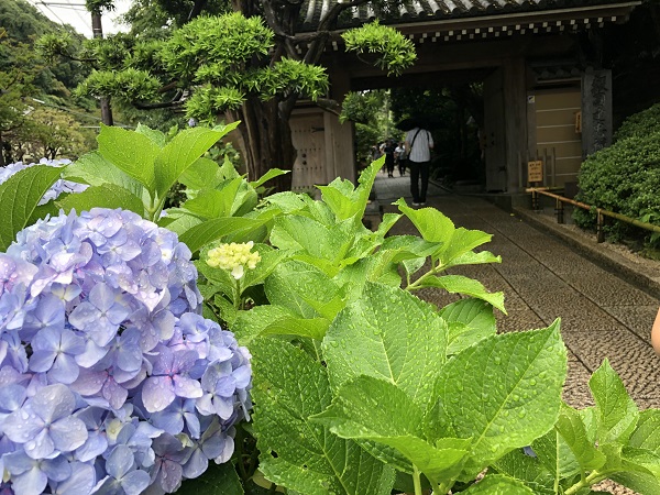 鎌倉 報国寺で竹林散策後の抹茶が最高！紫陽花６月の梅雨の時期