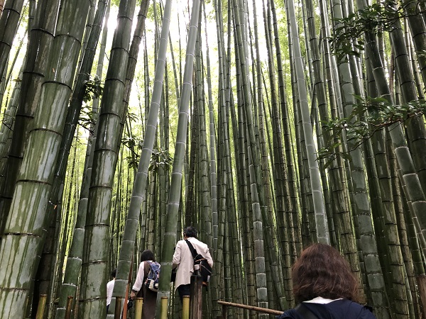 鎌倉 報国寺で竹林散策後の抹茶が最高！紫陽花６月の梅雨の時期の竹林散策