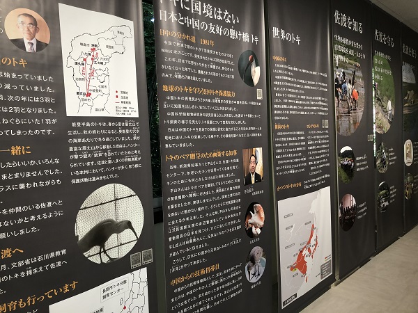 園内施設のトキ博物館には、日本で最後のトキ『キン』の剥製や、トキの歴史、トキの保護活動などが詳しくみて体験することができます。