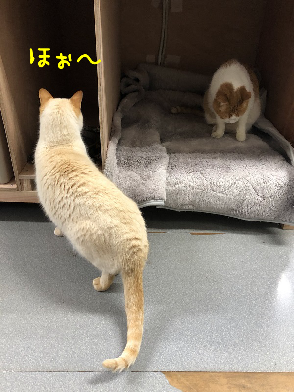【ＤＩＹ】猫ベット新調しました!!