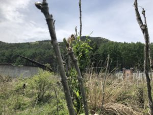 めがね橋（蔵造川の水路橋）