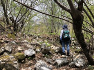 針ノ木岳に山菜採りへ行ってきました！