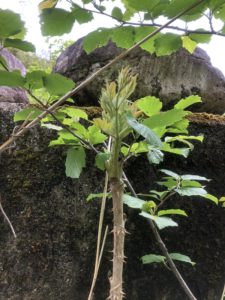 針ノ木岳に山菜採りへ行ってきました！