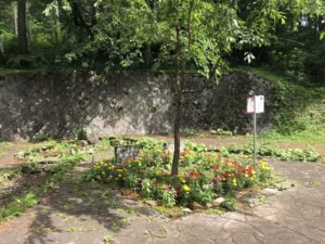 階段廻りは水色の紫陽花が元気よく咲いています。ガクアジサイ
