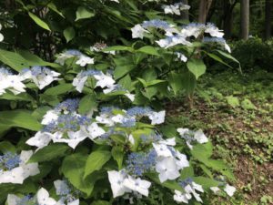 階段廻りは水色の紫陽花が元気よく咲いています。ガクアジサイ