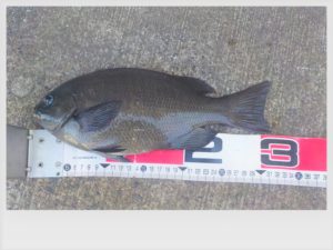 直江津港メジナが釣れました