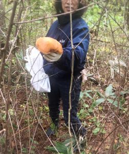 りこぼう採りとあけび狩り🍄