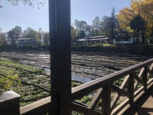 大王わさび農場