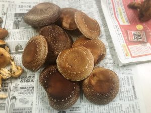 信州花フェスタ２０１９～小坂田公園道の駅まつり～で、菌打ちしたしいたけとなめこの原木が、この秋、 ついにぞくぞくと収穫できました！！
