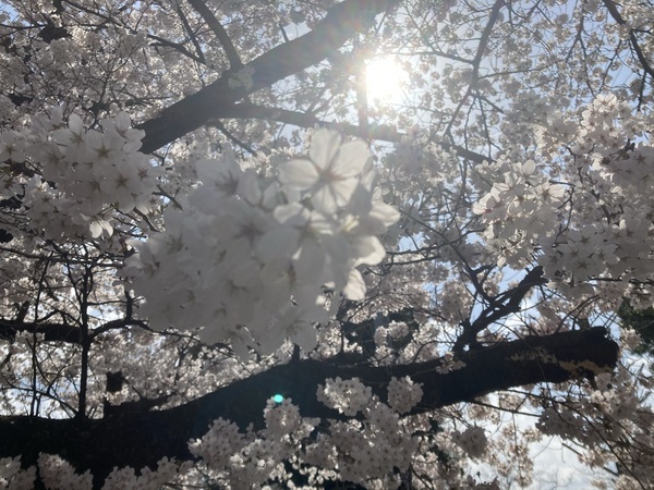 塩尻市も、桜が満開になりました