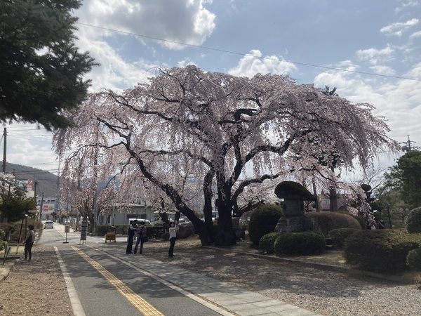 塩尻市も、桜が満開になりました