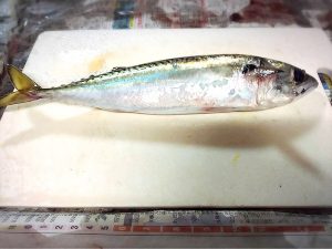 やっと釣りに行ってきました～相模湾平塚港発の釣り船『庄治郎丸』にて～