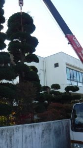 伐採・剪定・高所作業のご依頼