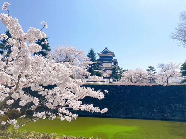 国宝・松本城にお花見に行ってきました
