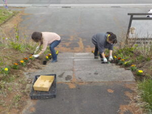 塩尻市善知鳥峠 分水嶺公園の花植えボランティア