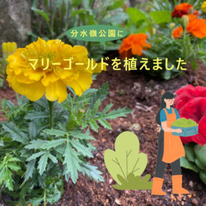 分水嶺公園にマリーゴールドを植えました🌸