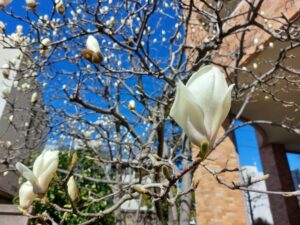 「手入れがしやすい」「花がきれいな」「紅葉がきれい」「シンボルツリー」など庭師おすすめの庭木　もくれん