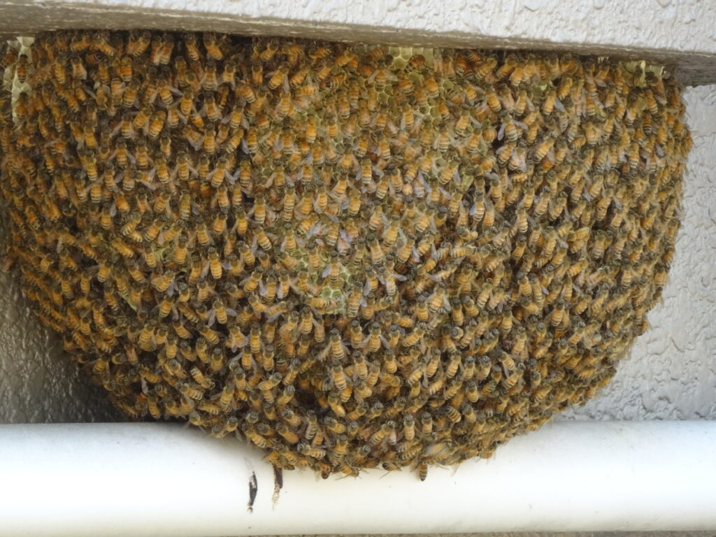 蜂の巣撤去して採れたて蜂蜜食べました🐝