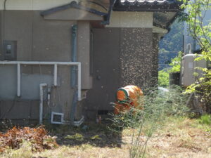 蜂の巣撤去して採れたて蜂蜜食べました🐝