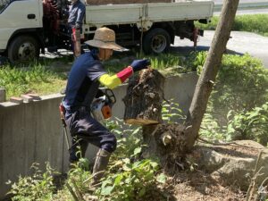 シンボルツリー・高木伐採作業、クレーン車で行いました。