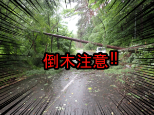 梅雨の地盤の緩みで倒木が相次いでいます！！