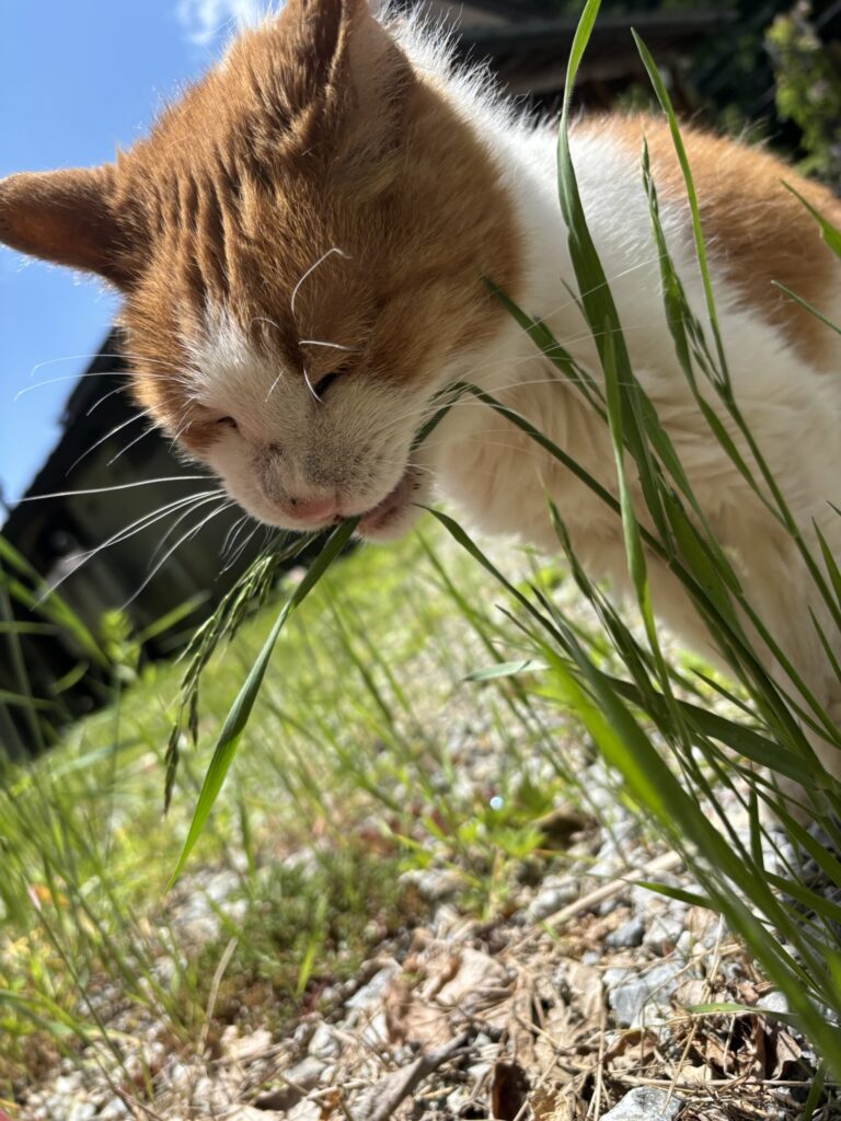 にゃんこブログ～おじいちゃん猫みかんのお散歩～